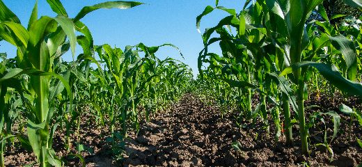 Global Crop Growth Monitoring Market mr